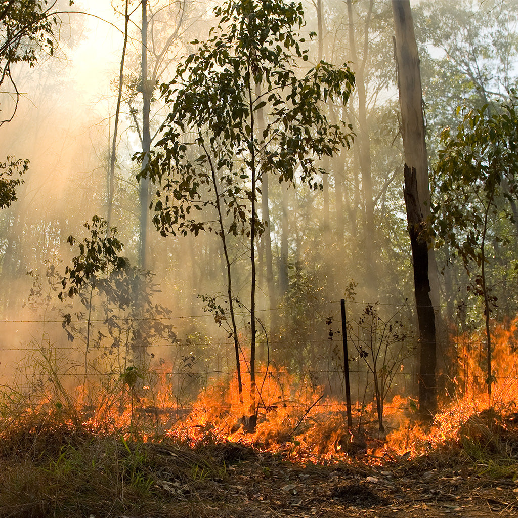Bush Fire In Eucalyptus Forest - Backdropsource