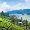 Tea Plantation Near Nuwara Eliya In Sri Lanka - Backdropsource