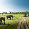 Wild Elephants In The Beautiful Landscape - Backdropsource