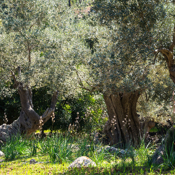 Sunshine In Idyllic Olive Tree Garden In Spain Backdrop - Backdropsource