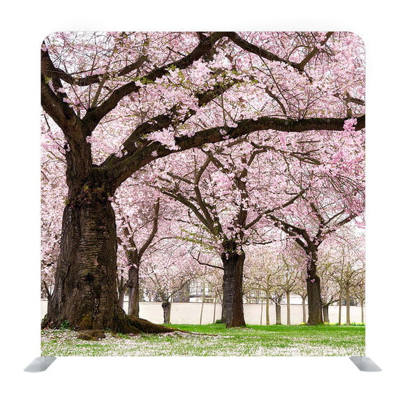 Blossoming Cherry Trees In An Ornamental Garden Background Media wall - Backdropsource