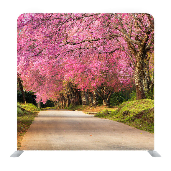 Full Pink Cherry Blossom On Spring In The Morning At North Of Thailand Background Media Wall - Backdropsource