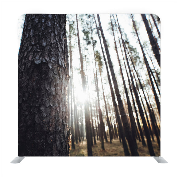 Spring Forest with Sunbeams Tree Silhouettes Media wall - Backdropsource