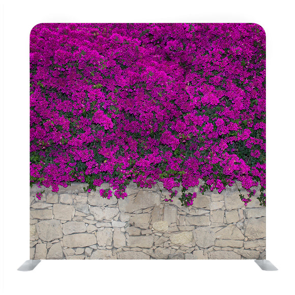 Violet Bougainville Flowers Blooming On Rock Wall Background Media Wall - Backdropsource