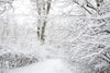 White Winter Scene Indelible Print Fabric Backdrop